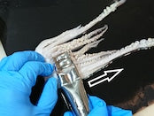 世界初⁉“イカの吸盤取らないか⁉”イカの吸盤除去器具