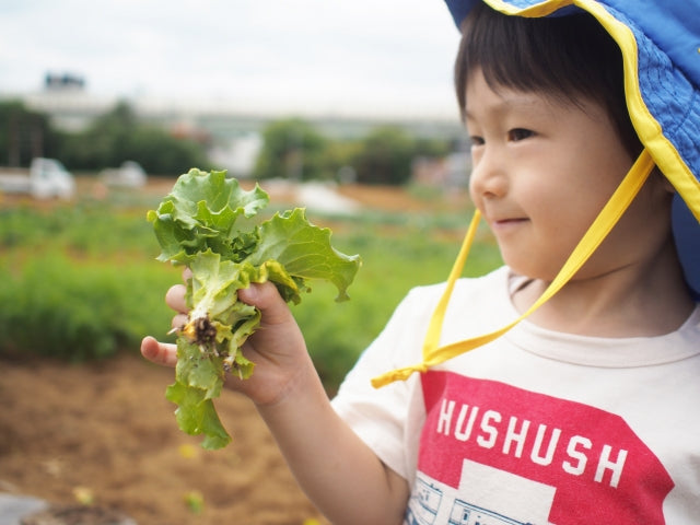 【伊豆の健康野菜】「和食」向き野菜セット《9～10品》お得セット